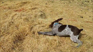 German Shorthaired Pointer Puppy Running and Playing