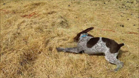 German Shorthaired Pointer Puppy Running and Playing