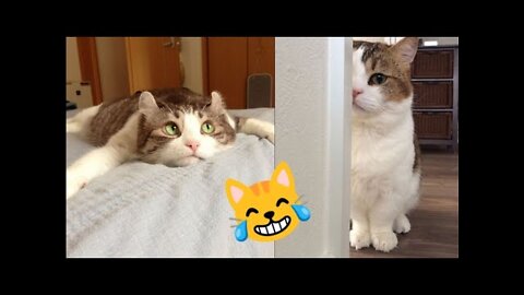 Funny Cats try not to laugh 😹😹