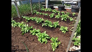 Mulching In Yukon Gold Potato Plants 5/9/23