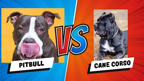 Battle of the Guardians: Pitbull vs. Cane Corso - Which Breed Suits You Best?
