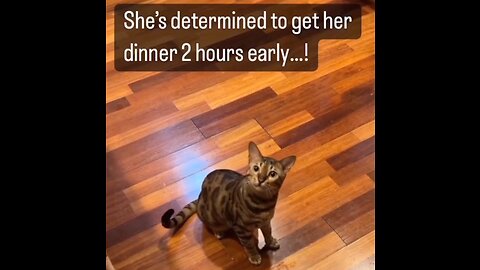 Funny CAT Video: Bengal Cat meows to get food...Too cute! 😻 😂