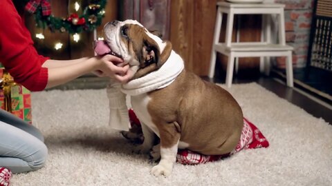 Fat English bulldog on Christmas eve