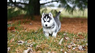 Best Way To Train Your "Excited" Dog To SIT In Under 5 Minutes...