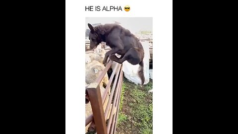 He is alpha dog best friends with owner