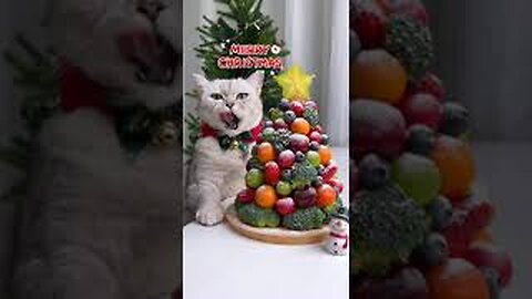 Chef Cat's Newest Recipes That Will AMAZE YOU! | Cat Cooking Food | Cute And Funny Cat