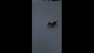 First snow day for this pup