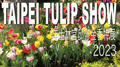 Taipei Tulip Show 2023 年士林官邸鬱金香特展 at Chiang Kai-Shek Shilin Residence garden, Taipei city, Taiwan