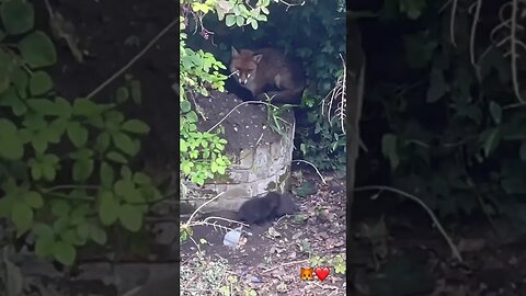 We had some foxes born in our garden this year. just 👀#foxes #cute #cutefox