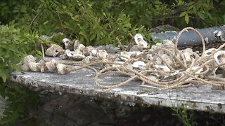 Local group helping preserve Southwest Florida's waters one oyster shell at a time