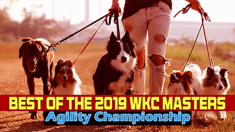 Best of the 2019 WKC Masters Agility Championship