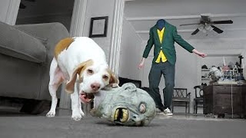 Dog Steals Head from Zombie: Cute Dog Maymo