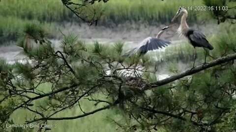 Great Blue Herons Mate and Thwart Off Visitor 🥚 6/14/22 16:10
