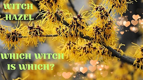 Witch Hazel - Which Witch is Which?