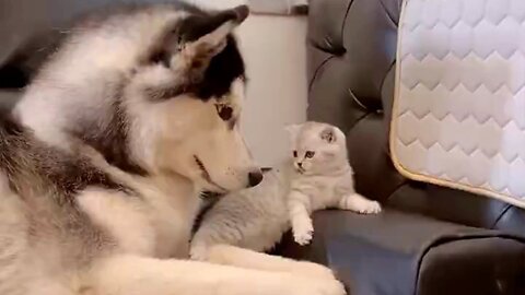 Sweet Husky Bonding with Cute Baby Kitten