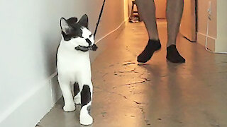 Hilarious cat demonstrates how to walk your human