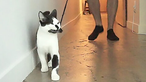 Hilarious cat demonstrates how to walk your human