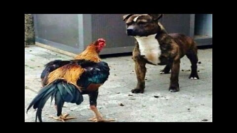 Rooster and dog When dog run like chicken_