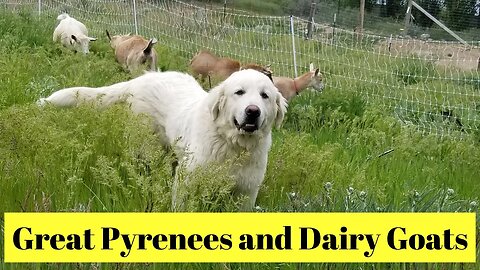Great Pyrenees and Dairy Goats