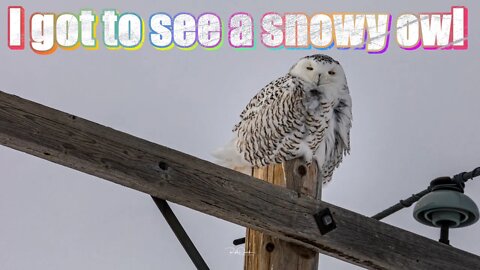 I got to see a snowy owl Nomad Outdoor Adventure & Travel Show Vlog#1943