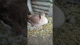 Good morning Freckles, sitting on eggs