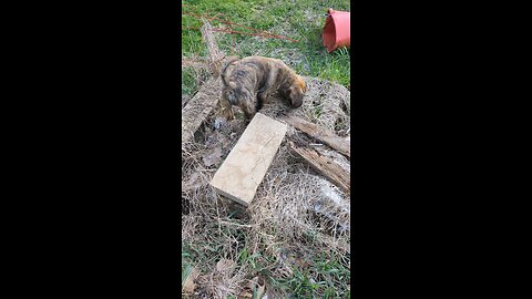 Boerboel Puppy Hunting Rodents