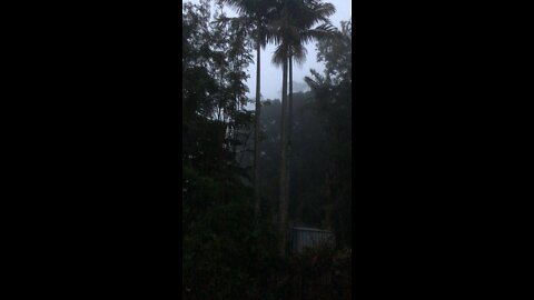 A misty morning in the rainforest on Tamborine Mntn.