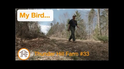 Thunder Hill Farm #33 - My Bird...