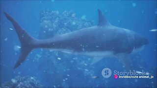 Sharks in Focus: Research and Conservation Efforts for Apex Predators