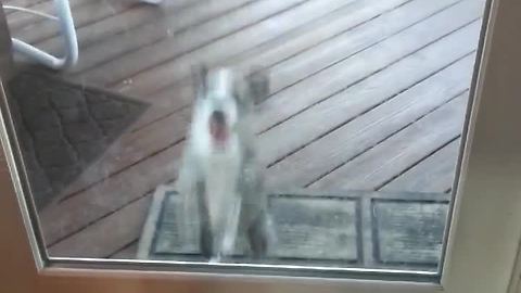 Dog Can’t Stop Jumping While Trying To Catch Ball Through Glass Door