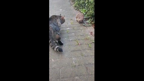 cat vs rat funny moments