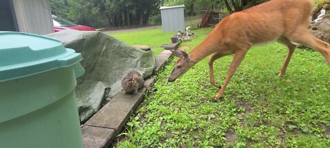 Cat and deer not friends yet