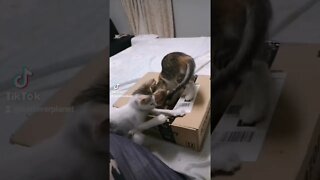 Two months old Kittens Playing with Box - Funny Video