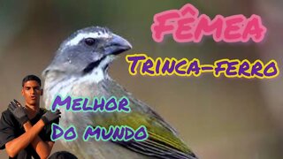 FÊMEA DE TRINCA FERRO PIANDO , MACHEANDO E PEDINDO GALA //O MELHOR DO MUNDO GRAÇAS A DEUS E BRASIL