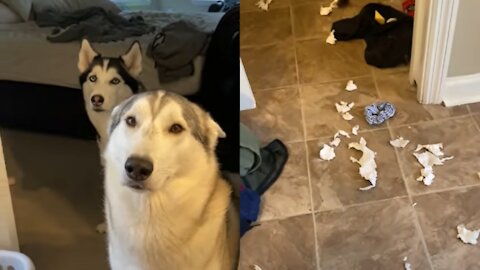 Guilty Husky Tries To Blame His Brother!!🤣