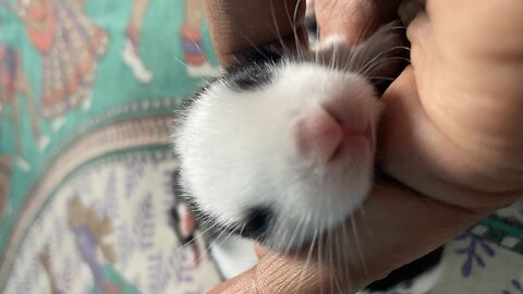 Fluffy: the adorable baby rabbit // #rabbit #baby #cute #lifeline #tranding #video #animals #pet #yt