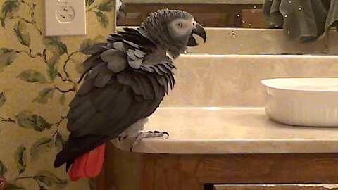 Talking parrot performs his menacing laugh for the camera