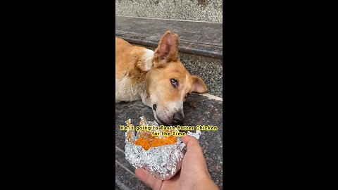 Hungry Dog