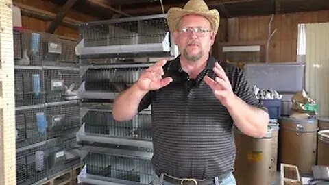 Our first time SEXING and moving our QUAIL into our GQF breeder cage.