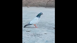 Best pigeon in the world