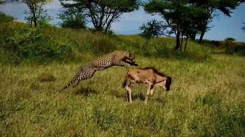 Cheetah attack to buffalo calf very roughly attack 2022 ||