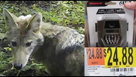 Best Budget Trail Camera - $25 - Video examples