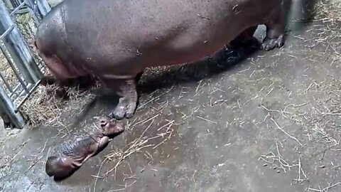 Footage of the Cincinnati Zoo's Bibi with her new baby hippo hours after birth