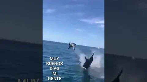 Wild Dolphins Mochima National Park Sucre Venezuela June 10, 2020