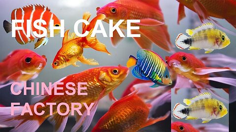 Fish cake Mass production Factory
