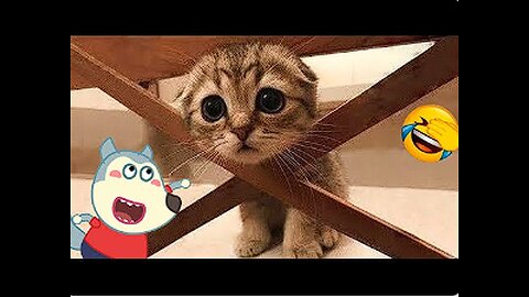 Funniest Animal Videos 2024 😁 - Best Funny Cats & Dogs Videos 🥰