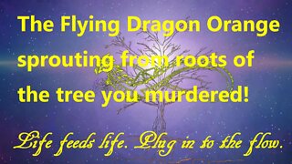 The flying dragon orange sprouting from the roots of the tree you murdered