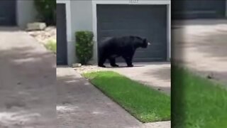 Why more Naples residents are seeing bears