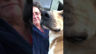 Dog comforts sad owner