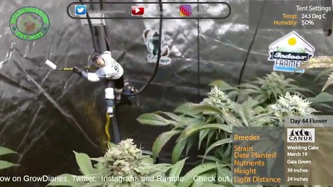 Video of Buds - Wedding Cake by Canuk Seeds Day 45